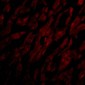 CRTH2 Antibody