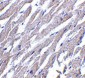 CRTH2 Antibody