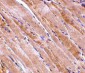 Emerin Antibody