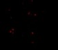 MDA5 Antibody