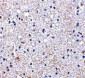 SCO1 Antibody