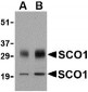 SCO1 Antibody