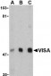 VISA Antibody