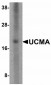 PDL-2 Antibody