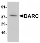 DARC Antibody