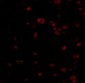 BRSK1 Antibody