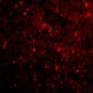 NogoA Antibody