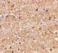 NogoA Antibody