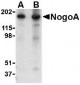 NogoA Antibody