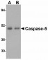 NogoA Antibody