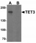 NogoA Antibody