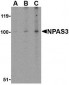NPAS3 Antibody