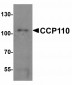 STIM1 Antibody