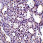 STIM2 Antibody