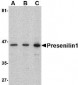 Presenilin1 Antibody