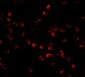 ARF-BP1 Antibody