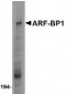 ARF-BP1 Antibody