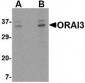 ORAI3 Antibody