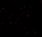 Bub3 Antibody
