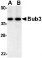 Bub3 Antibody