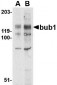 Bub1 Antibody
