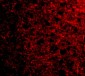 op18 Antibody