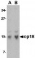 op18 Antibody