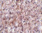 IFN-beta Antibody