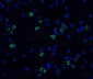 NK3R Antibody