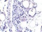 FABP7 Antibody