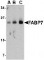 FABP7 Antibody