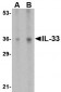 IL-33 Antibody