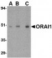 ORAI1 Antibody