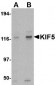 KIF5 Antibody