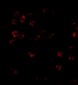 DISC1 Antibody