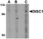 DISC1 Antibody