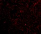 STEAP1 Antibody