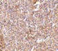 STEAP1 Antibody