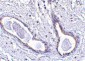 CCDC98 Antibody