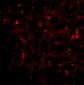 RAP80 Antibody