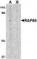 RAP80 Antibody