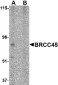 BRCC45 Antibody