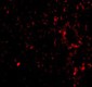 TEM7 Antibody