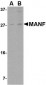 MANF Antibody