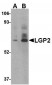 LGP2 Antibody