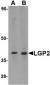 LGP2 Antibody