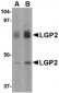 LGP2 Antibody