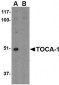 TOCA-1 Antibody