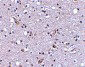 Nhe-1 Antibody