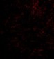 Nhe-1 Antibody